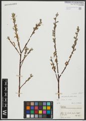 Foto von Salix alba subsp. alba L.